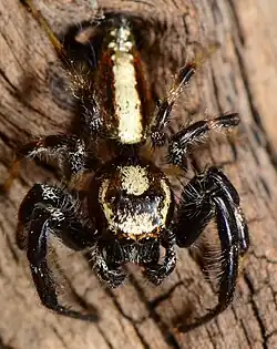 male T. australis