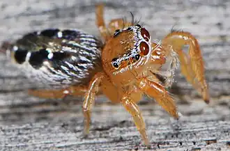juvenile female T. coccineovittata