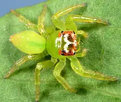 female T. juvenca