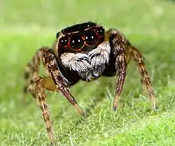 male T. leighi