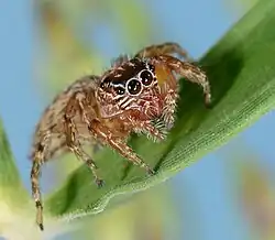 juvenile female