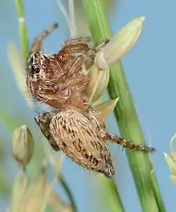 juvenile female