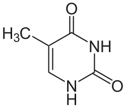 Chemical structure of thymine