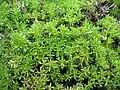 Ericoid foliage of Thymus caespititius