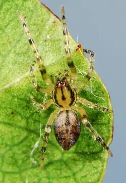 female T. transversa