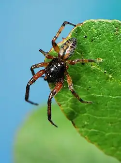 male T. transversa