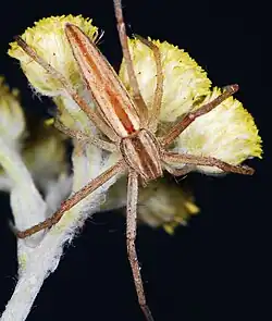 Tibellus hollidayi