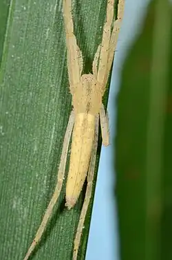T. minor