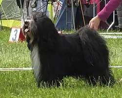 Tibetan_terrier_Moletai_May_2014