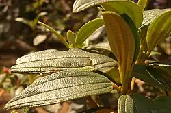 Leaves close up