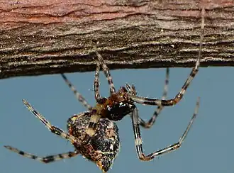 female