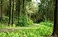 Tievenadarragh Wood
