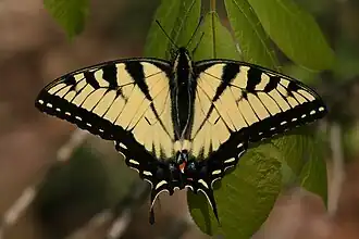 Image 51A tiger swallowtail butterfly (Papilio glaucus) in Shawnee National Forest. Photo credit: Daniel Schwen (from Portal:Illinois/Selected picture)