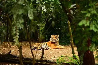 Sumatran tiger