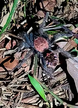 Picture of Tiger Rump Tarantula spotted in Jayaque, La Libertad (El Salvador)