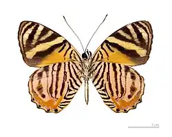 Male underside - MHNT