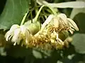 T. chingiana cyme