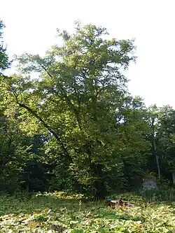 A pry tree in the hamlet