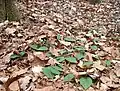 Colony, with seed pods, Florida, February.
