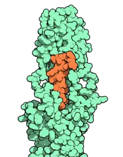 Space-filling model of an orange molecule bound to a larger green molecule