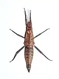 Female from Ilocos in dorsal view