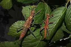 Pair of Tisamenus lachesis 'Quezon National Park'