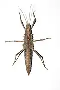 Female from dorsal
