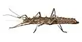 Female fom lateral