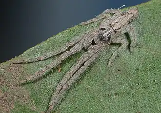 female