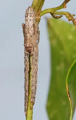 female