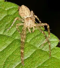 T. cameliformis from South Africa