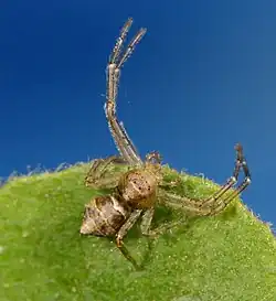 female