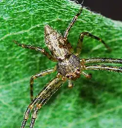 male