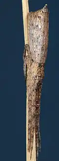female