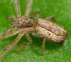 juvenile male