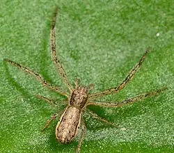 juvenile male
