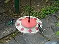 White-necked jacobins