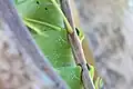Detail of feet grasping twig