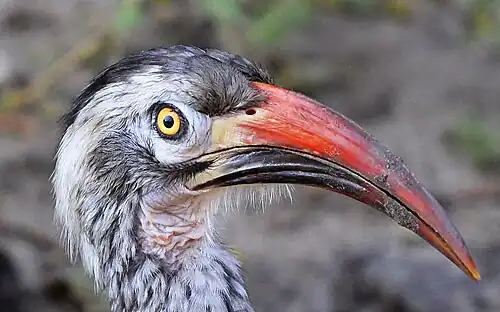 Male head in profile T. r. ngamiensis