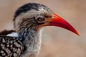 Head of female T. r. rufirostris
