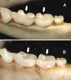Bat teeth