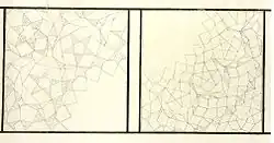 Medieval architect's plan of two muqarnas vaults, from the Topkapı Scroll (compiled possibly in the late 15th or 16th centuries[15])