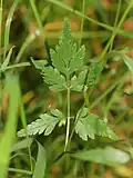 Leaf