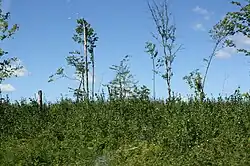 Image 99Tornado damage from the EF3 Wisconsin tornado in 2010 at WIS 32. (from Tornadoes of 2007)