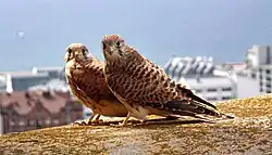 Common kestrel, Helsingborg, Scania