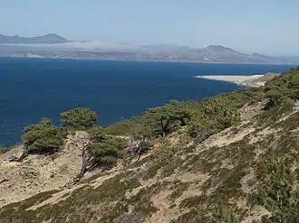 A wild Torrey pine grove, Santa Rosa Island, California