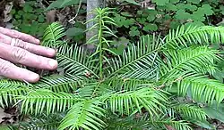 Gopherwood (Torreya taxifolia)