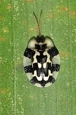 Aslamidium sp.