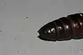 Pupa, detail