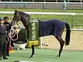 Tosen Ra with the winning sash of the 2013 Kyoto Kinen